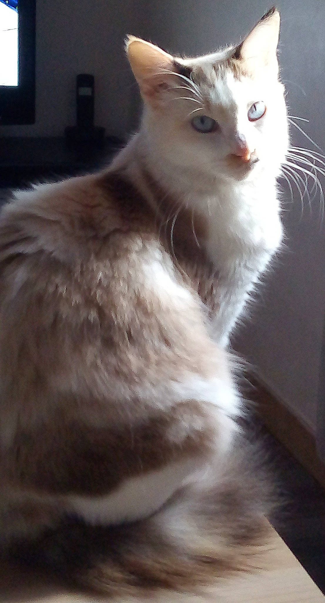 Poupetta a rejoint le concours — aidez-le/la à gagner de superbes lots ! aegean_cat, american_curl, asian, burmilla, carnivore, cat, domestic_long_haired_cat, felidae, fur, javanese, kitten, mammal, oriental_longhair, siberian, small_to_medium_sized_cats, tail, turkish_angora, turkish_van, vertebrate, whiskers