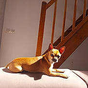 Sun participe au concours pour gagner de l'argent avec cette photo : animal, brown_dog, canine, comfort, couch, dog, domestic, ears_up, furniture, home, indoor, looking, pet, relaxed, resting, shadow, small_dog, sunlight, wall, wooden_stairs