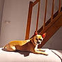 animal, brown_dog, canine, comfort, couch, dog, domestic, ears_up, furniture, home, indoor, looking, pet, relaxed, resting, shadow, small_dog, sunlight, wall, wooden_stairs