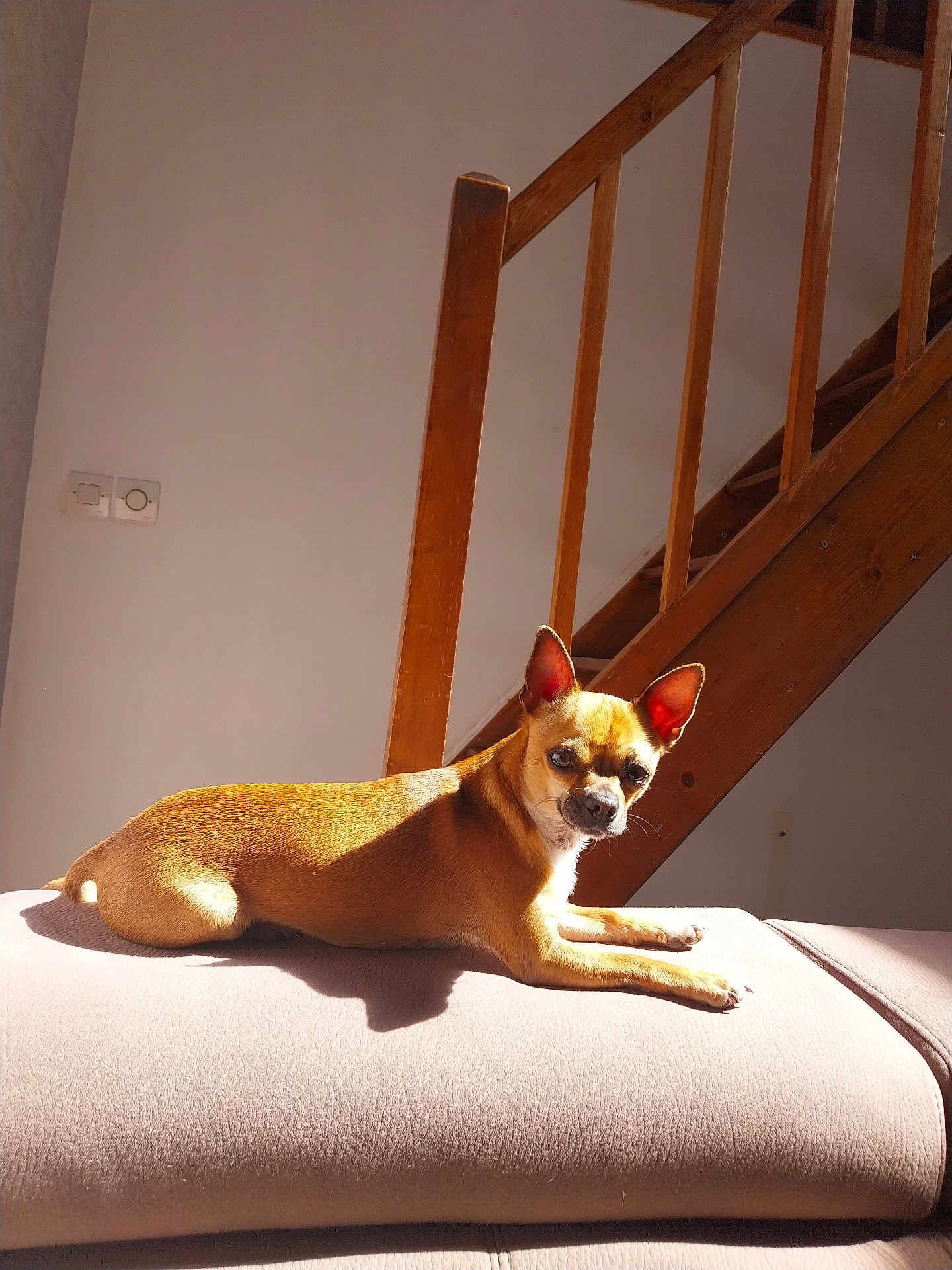 Sun participe au concours pour gagner de l'argent avec cette photo : animal, brown_dog, canine, comfort, couch, dog, domestic, ears_up, furniture, home, indoor, looking, pet, relaxed, resting, shadow, small_dog, sunlight, wall, wooden_stairs