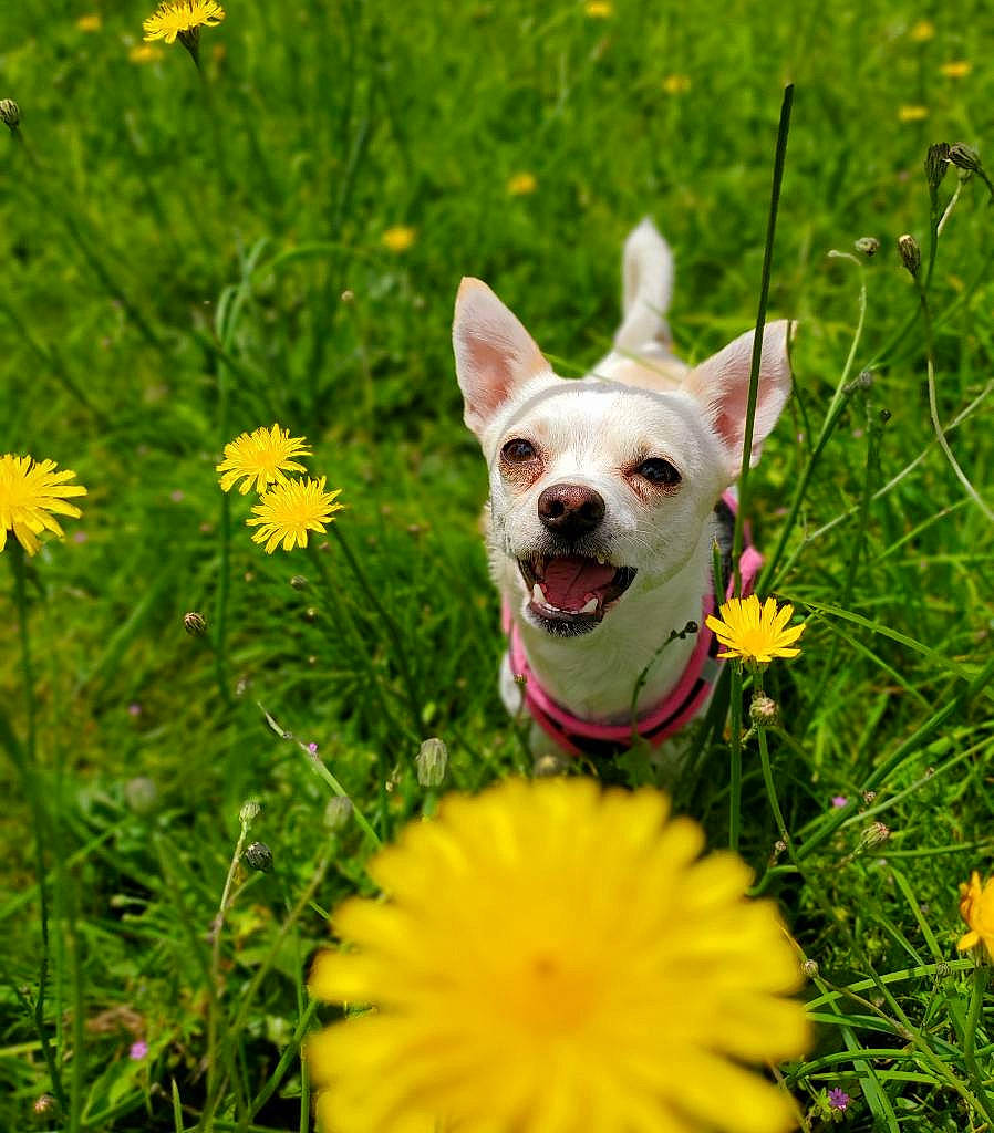 Sophie joined the competition — help win amazing prizes! annual_plant, carnivore, companion_dog, dog, dog_breed, fawn, flower, flowering_plant, grass, grassland, green, happy, mammal, meadow, nature, petal, plant, toy_dog, vertebrate, yellow