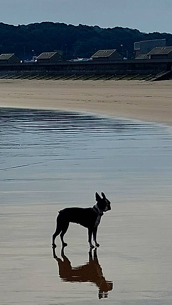 Lulu is registered to the contest to win money with this photo: beach, body_of_water, carnivore, coast, companion_dog, dog, dog_breed, fawn, lake, ocean, sand, shore, sky, sporting_group, tail, water, wave, wind_wave, wood, working_animal