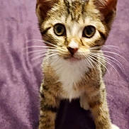 Sassafras Johnson joined the competition — help win amazing prizes! kitten, cat, tabby, white_paws, whiskers, curious, pet, animal, feline, closeup, indoor, purple_blanket, young, cute, fur, ears, eyes, front_legs, portrait, playful