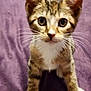 kitten, cat, tabby, white_paws, whiskers, curious, pet, animal, feline, closeup, indoor, purple_blanket, young, cute, fur, ears, eyes, front_legs, portrait, playful