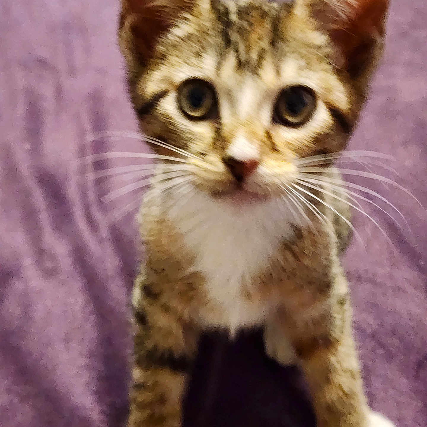 Sassafras Johnson joined the competition — help win amazing prizes! animal, cat, closeup, curious, cute, ears, eyes, feline, front_legs, fur, indoor, kitten, pet, playful, portrait, purple_blanket, tabby, whiskers, white_paws, young