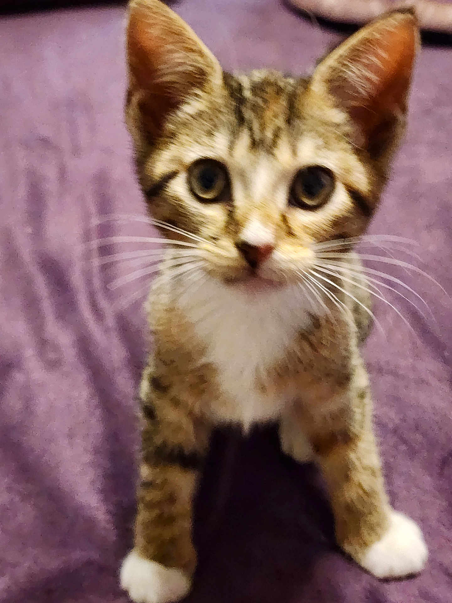 Sassafras Johnson joined the competition — help win amazing prizes! kitten, cat, tabby, white_paws, whiskers, curious, pet, animal, feline, closeup, indoor, purple_blanket, young, cute, fur, ears, eyes, front_legs, portrait, playful