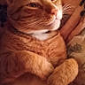 cat, orange_tabby, feline, pet, animal, face, whiskers, ears, eyes, fur, striped_fur, paws, lying_down, relaxed, sleepy, cozy, blanket, indoors, portrait, close_up