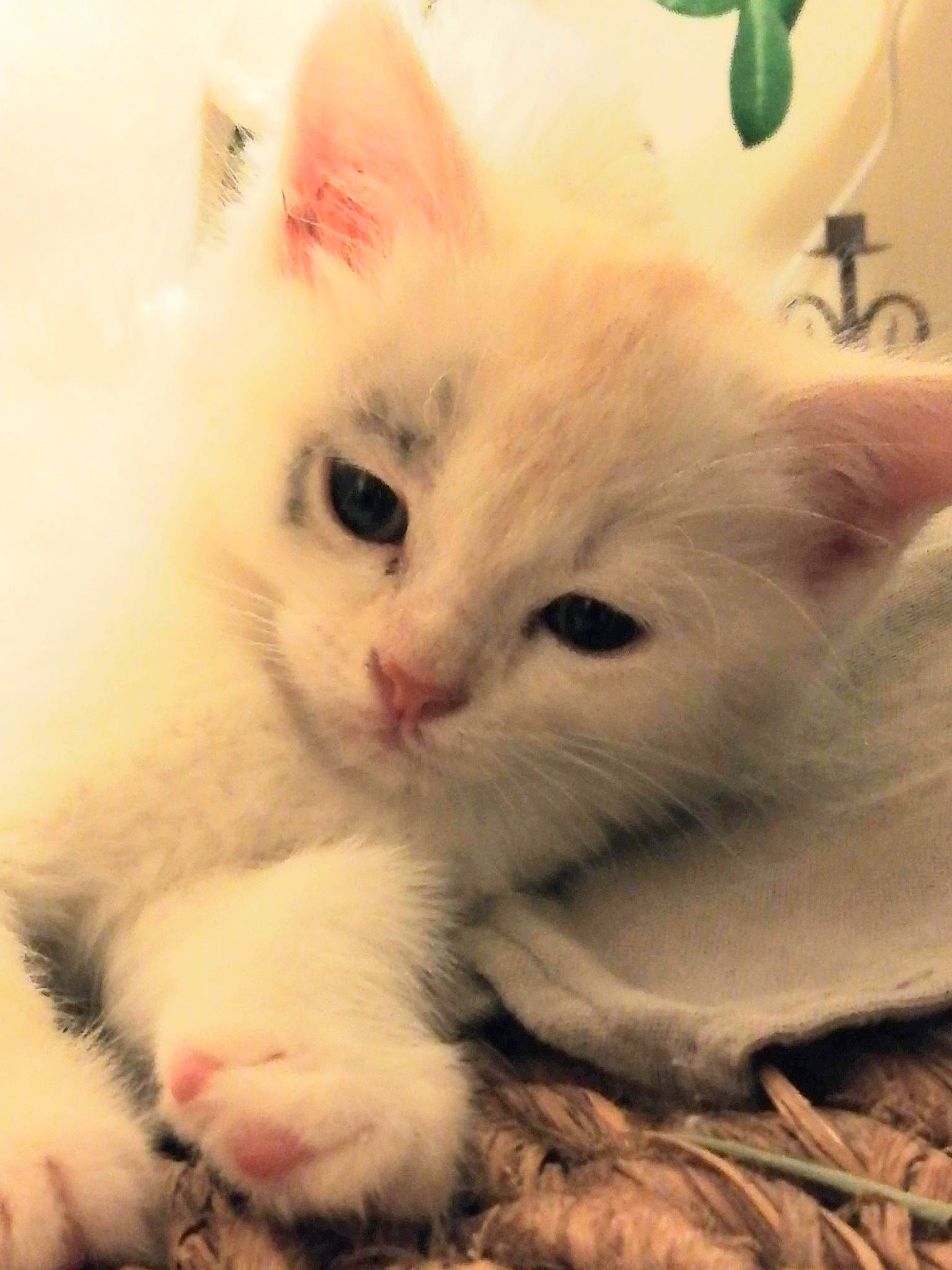 Gaby participe au concours pour gagner de l'argent avec cette photo : carnivore, cat, claw, comfort, domestic_short_haired_cat, ear, fawn, felidae, fur, paw, small_to_medium_sized_cats, snout, tail, whiskers