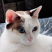 Alix participe au concours pour gagner de l'argent avec cette photo : animal, black_patch, blue_blanket, blue_eyes, brown_patch, cat, close_up, cute, domestic_animal, ears, feline, fur, indoor, patterned_blanket, pet, pink_nose, relaxed, resting, whiskers, white_cat
