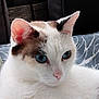 animal, black_patch, blue_blanket, blue_eyes, brown_patch, cat, close_up, cute, domestic_animal, ears, feline, fur, indoor, patterned_blanket, pet, pink_nose, relaxed, resting, whiskers, white_cat