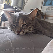 Vikki a rejoint le concours — aidez-le/la à gagner de superbes lots ! animal, blurred_background, cat, closeup, cozy, domestic_animal, ears, feline, furniture, house, indoor, pet, portrait, quilted_bedspread, relaxation, resting, sleeping, soft_light, tabby, whiskers