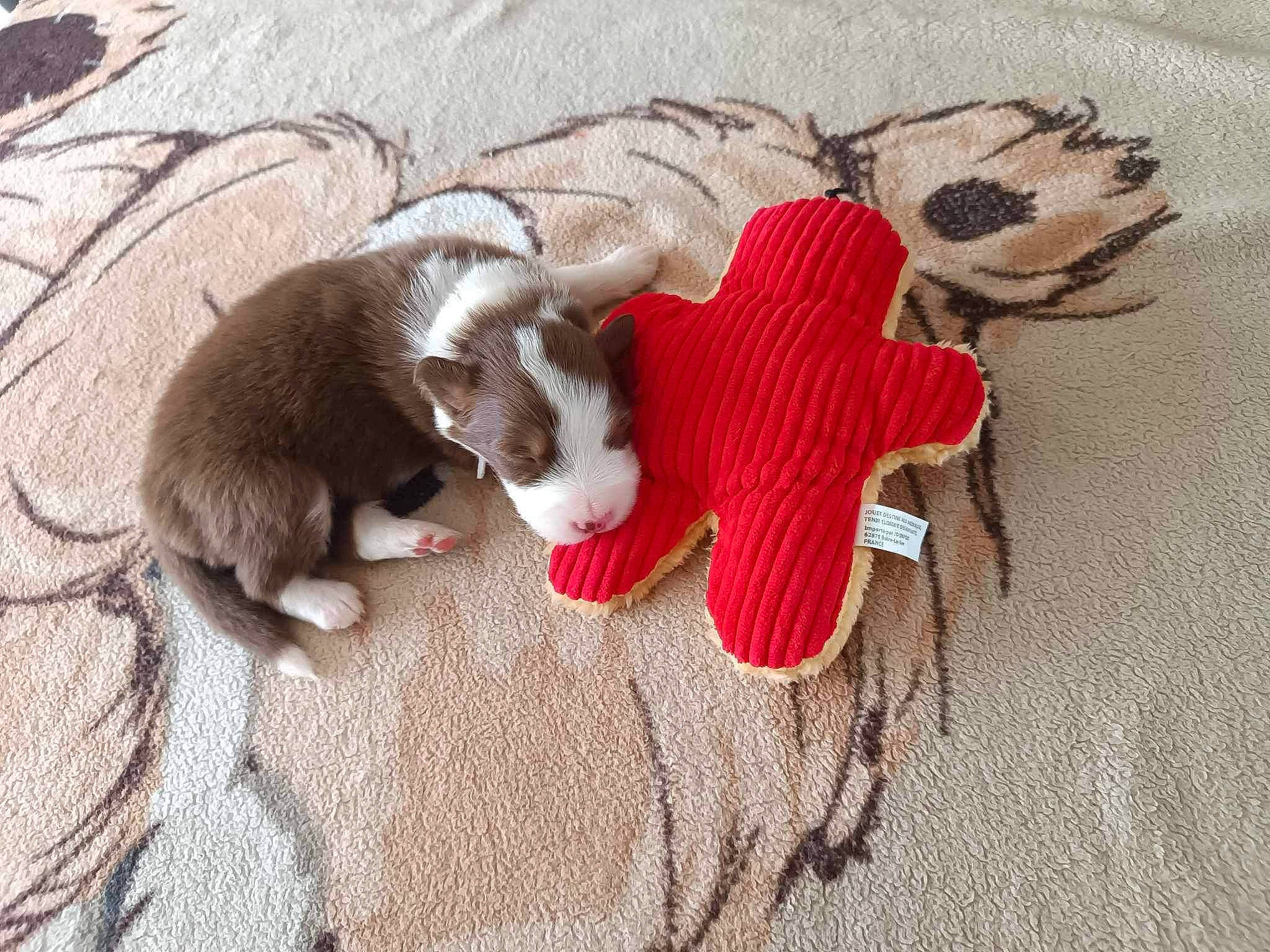 Neika participe au concours pour gagner de l'argent avec cette photo : canidae, carmine, carnivore, comfort, companion_dog, dog_breed, fawn, felidae, fur, human_leg, linens, paw, sporting_group, stuffed_toy, tail, terrestrial_animal, whiskers, wood, wool, working_animal