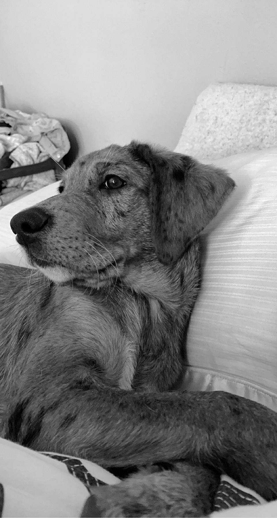 Mae joined the competition — help win amazing prizes! black_and_white, canidae, carnivore, comfort, companion_dog, dog, dog_breed, fur, grey, mammal, monochrome, monochrome_photography, puppy, sitting, snout, sporting_group, style, terrestrial_animal, whiskers, working_animal