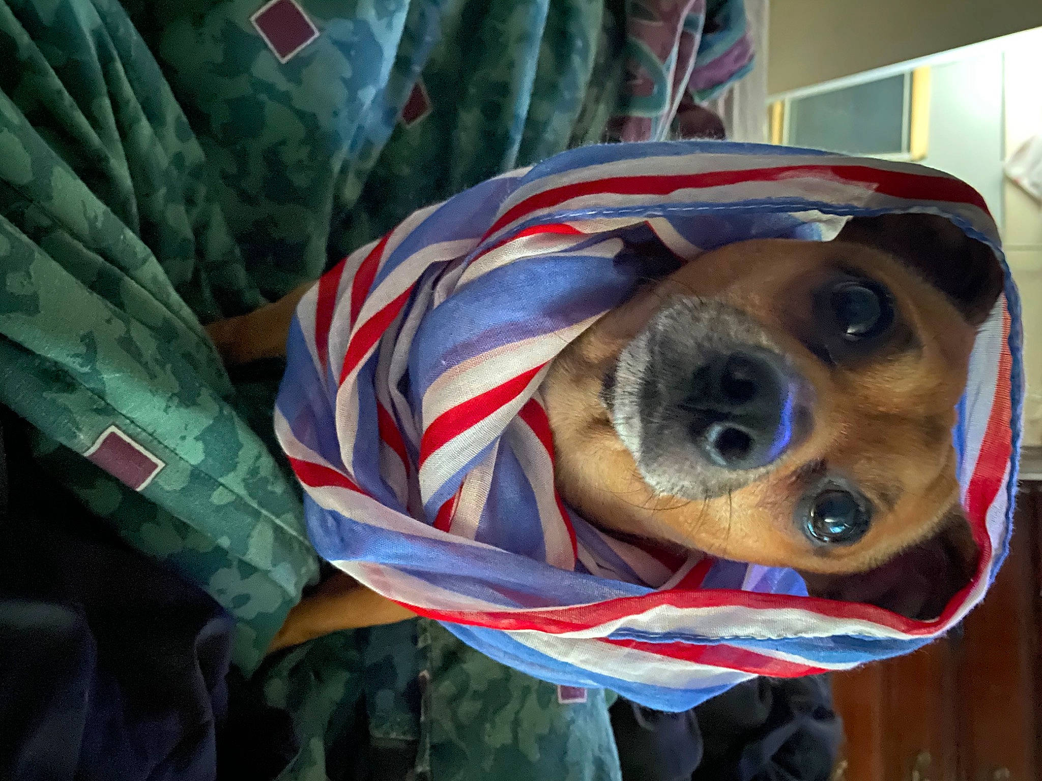 Benjamin is registered to the contest to win money with this photo: canidae, carnivore, comfort, companion_dog, dog, dog_breed, dog_supply, fur, linens, pattern, personal_protective_equipment, pet_supply, snout, sporting_group, sunglasses, tree, whiskers, working_animal