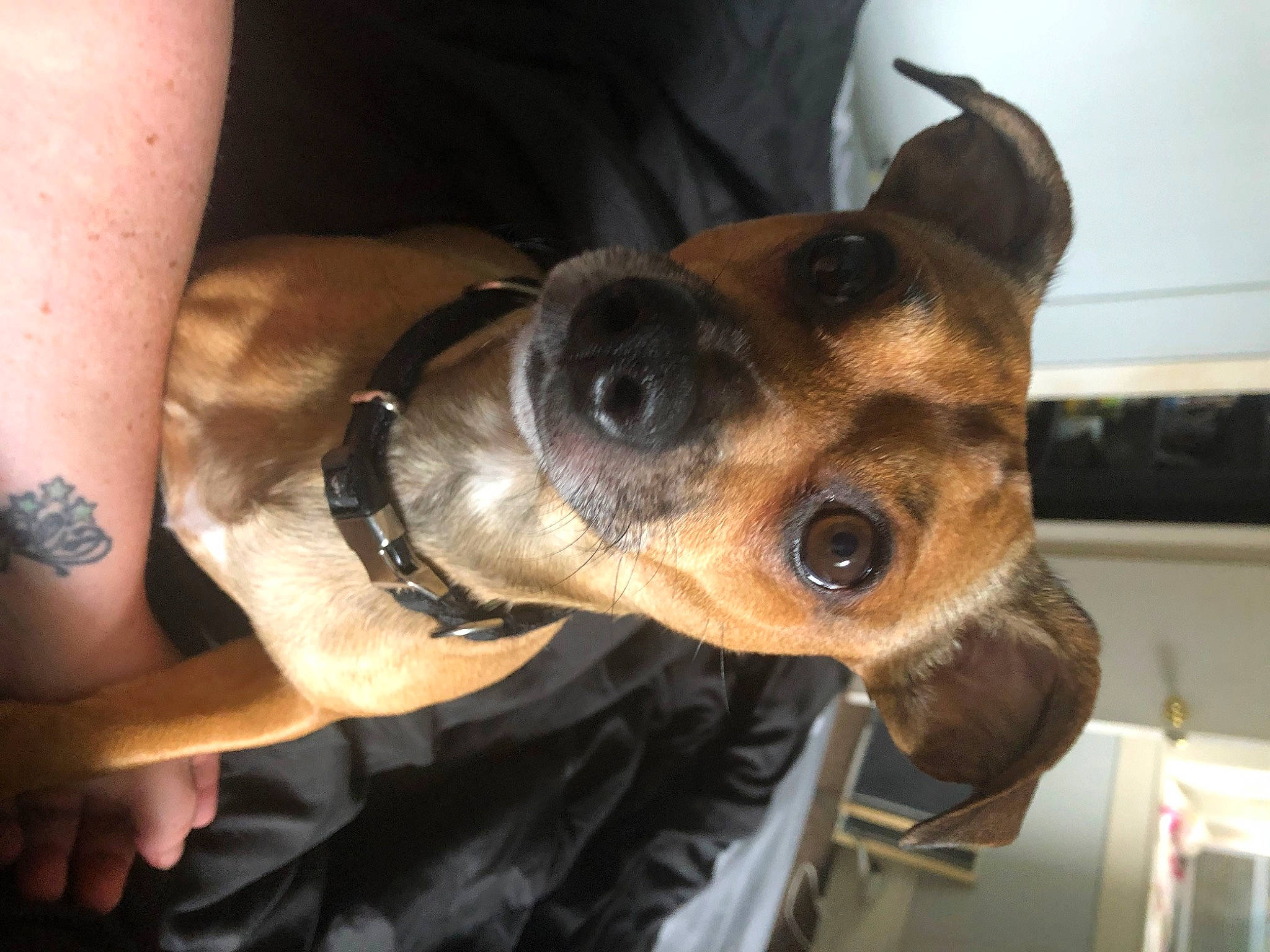 Benjamin is registered to the contest to win money with this photo: bracelet, carnivore, collar, comfort, companion_dog, dog, dog_breed, ear, elbow, eyewear, fawn, fur, human_leg, selfie, smile, sunglasses, thigh, whiskers, working_animal, wrist