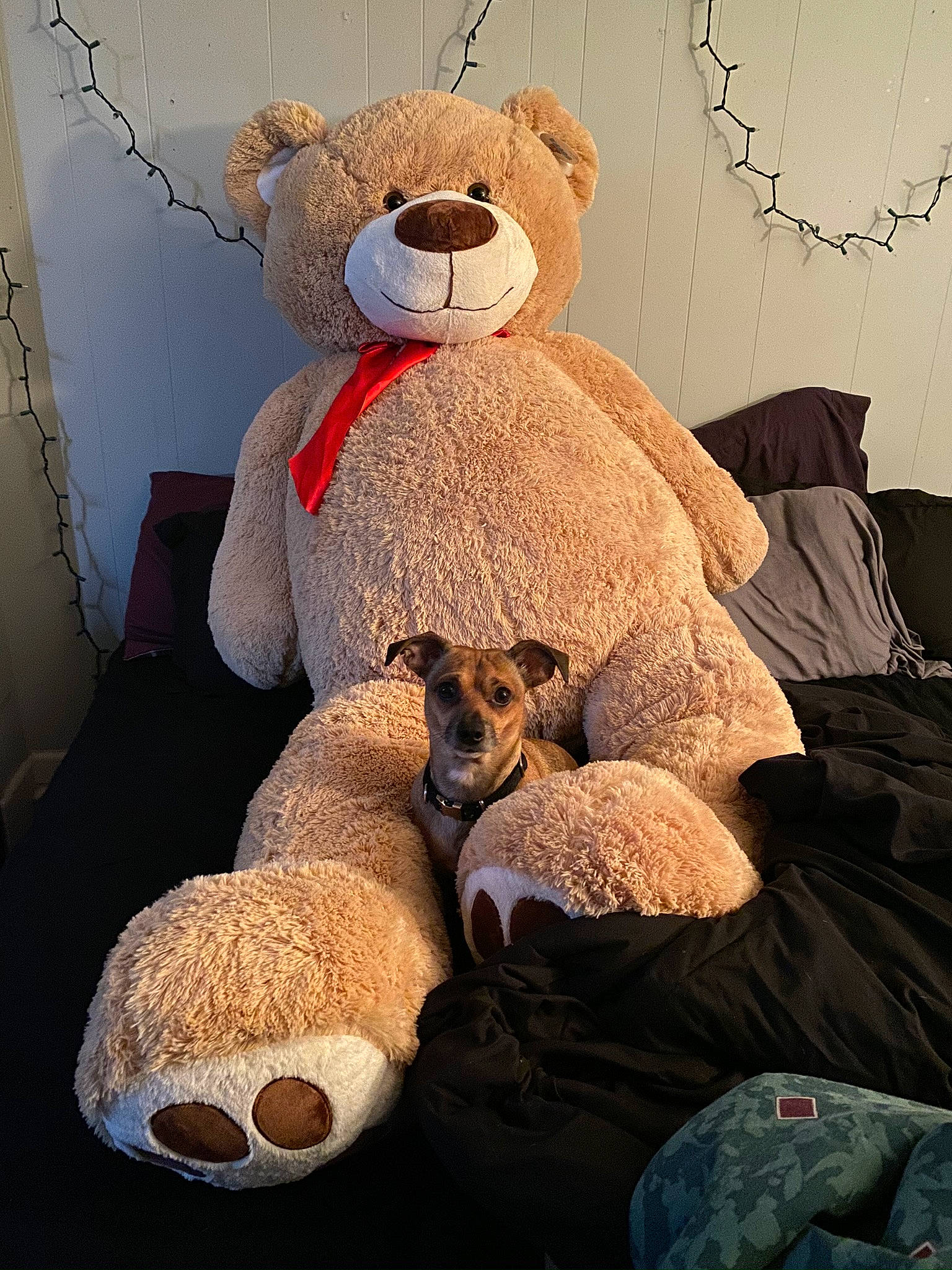 Benjamin joined the competition — help win amazing prizes! bedding, carnivore, chair, comfort, companion_dog, couch, dog, fawn, fur, linens, mammal, plush, room, snout, stuffed_toy, teddy_bear, terrestrial_animal, textile, toy, wood