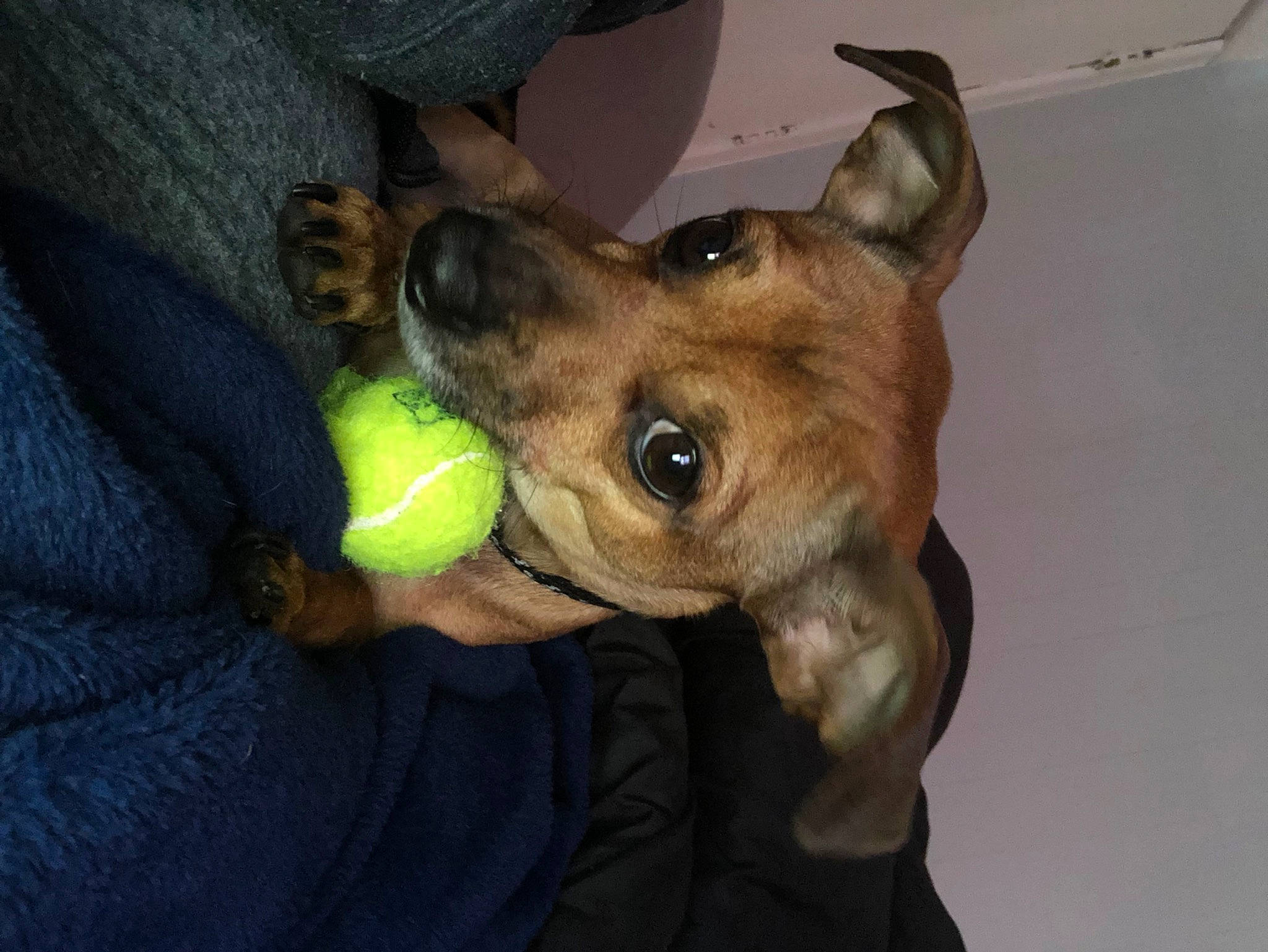 Benjamin joined the competition — help win amazing prizes! biting, canidae, carnivore, companion_dog, dog, dog_breed, dog_supply, ear, fawn, fur, gesture, guard_dog, happy, jaw, liver, non_sporting_group, snout, sporting_group, whiskers, working_animal