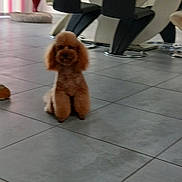 Charly a rejoint le concours — aidez-le/la à gagner de superbes lots ! dog, indoor, tile_floor, brown_dog, small_dog, furniture, chair, dining_room, pet, floor, blurred, home, animal, cute, poodle, modern, seated, domestic_animal, living_space, canine