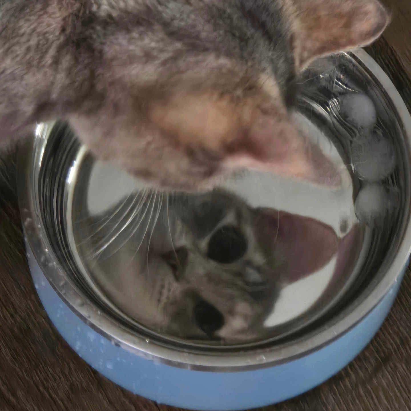 Sky joined the competition — help win amazing prizes! abyssinian, aluminium, animal, bowl, cat, cookingpan, cookware, food, kitten, mixingbowl, pet, rat, rodent