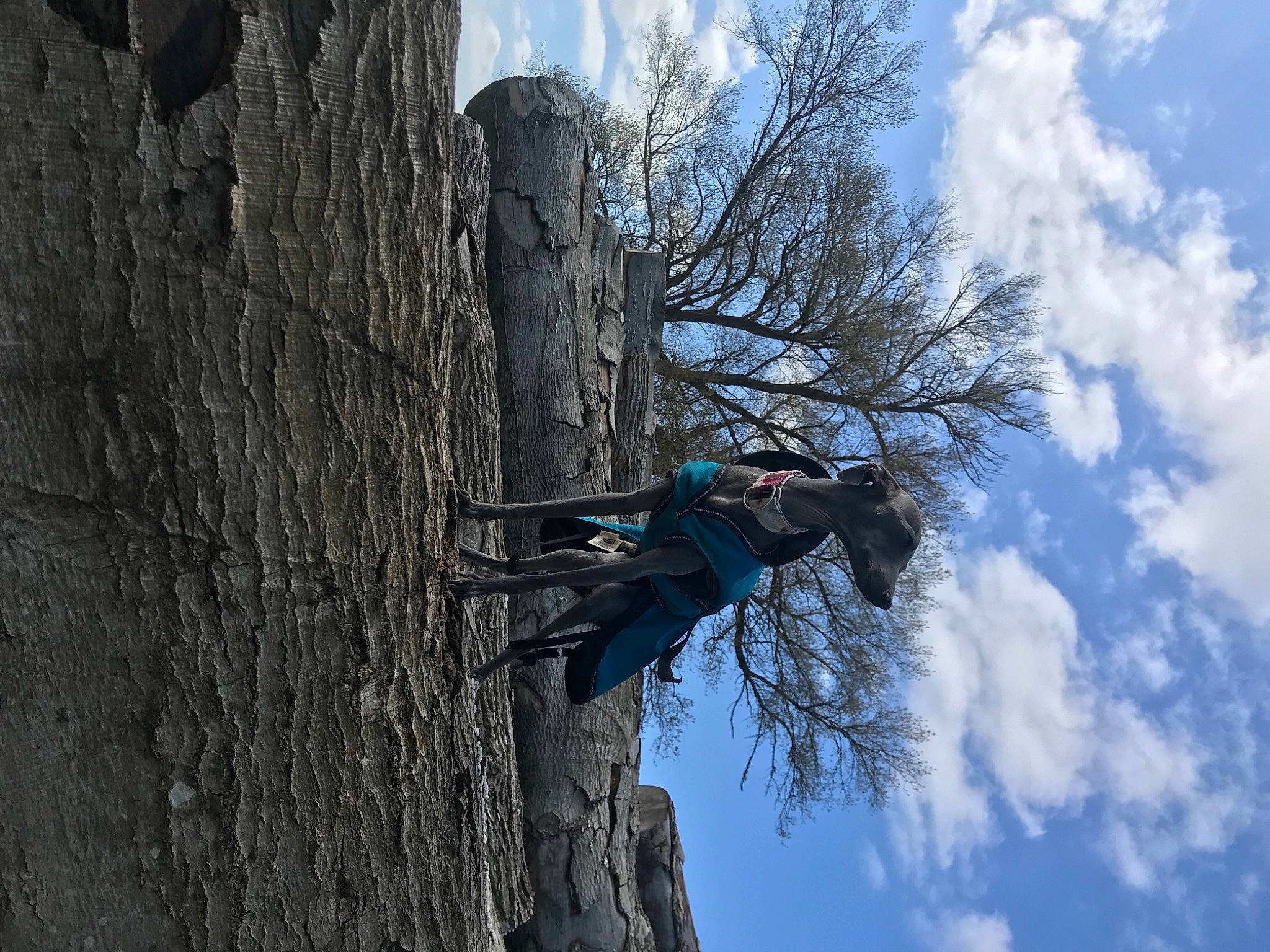 Pepsi Des Princes De Minos a rejoint le concours — aidez-le/la à gagner de superbes lots ! bedrock, climbing, cloud, electric_blue, extreme_sport, formation, mountain, mountaineer, plant, recreation, rock_climbing, rock_climbing_equipment, rope, sky, sport_climbing, sports, terrain, tree, trunk, woody_plant