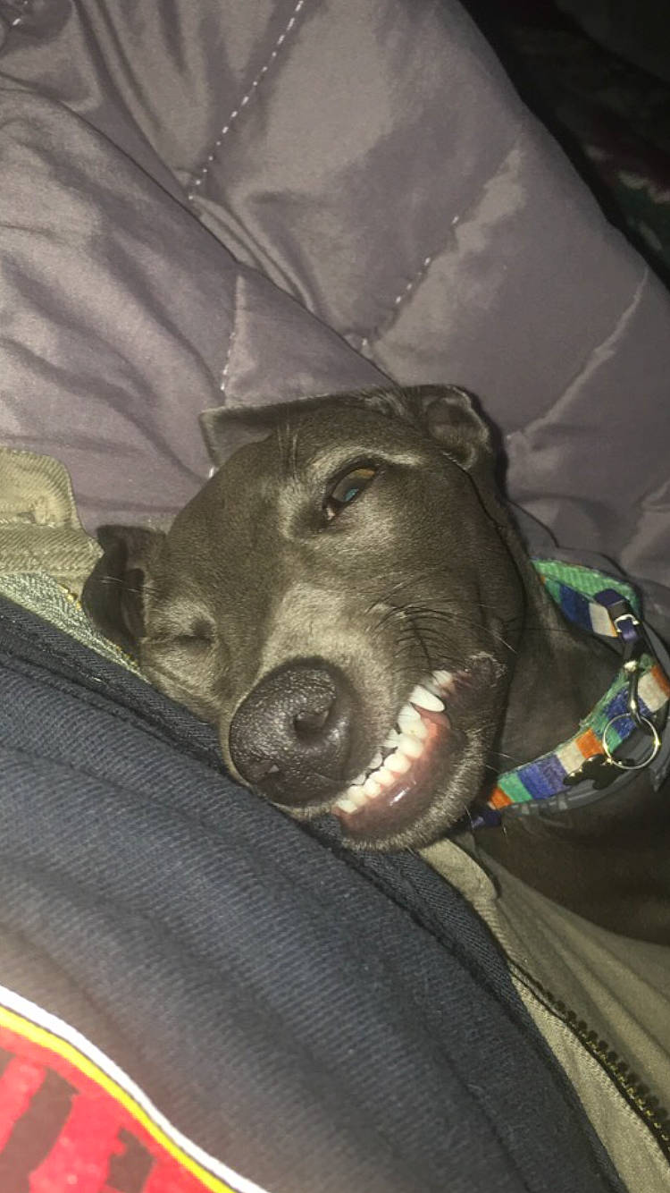 Pepsi Des Princes De Minos participe au concours pour gagner de l'argent avec cette photo : canidae, carnivore, comfort, companion_dog, dog, dog_breed, dog_supply, fang, fur, grey, guard_dog, jaw, motor_vehicle, personal_protective_equipment, smile, snout, sporting_group, vehicle, whiskers, working_animal