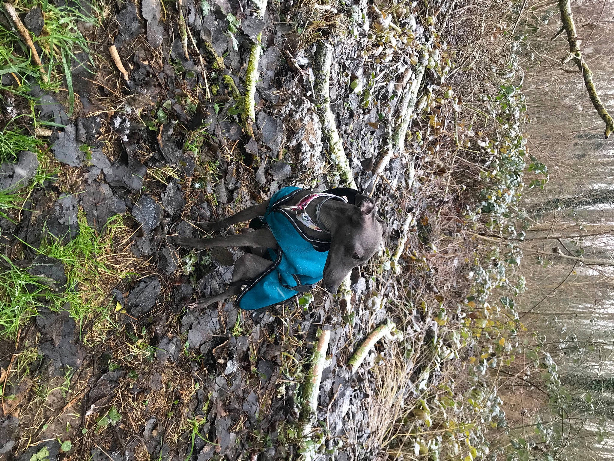 Pepsi Des Princes De Minos participe au concours pour gagner de l'argent avec cette photo : arthropod, beak, electric_blue, grass, groundcover, herbaceous_plant, insect, jungle, litter, perching_bird, plant, recreation, shrub, slope, soil, terrestrial_animal, trunk, twig, wildlife, wood