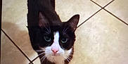 Oreo is registered to the contest to win money with this photo: animal, black_and_white, cat, curious, cute, domestic_cat, feline, floor, four_legs, fur, green_eyes, indoor, looking_up, mammal, pet, small, tail, tile_floor, tuxedo_cat, whiskers
