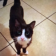 Oreo is registered to the contest to win money with this photo: alert, animal, black_and_white, cat, close_up, curious, cute, domestic_cat, feline, four_paws, fur, green_eyes, indoor, looking_up, pet, pink_nose, standing, tail, tile_floor, whiskers