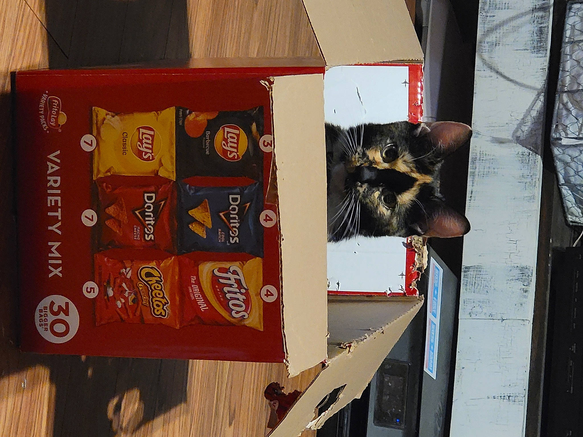 Marbles May Meowington joined the competition — help win amazing prizes! art, brown, cardboard, carmine, carnivore, cat, domestic_short_haired_cat, felidae, font, fur, hardwood, publication, room, shelf, shelving, small_to_medium_sized_cats, tail, visual_arts, wood