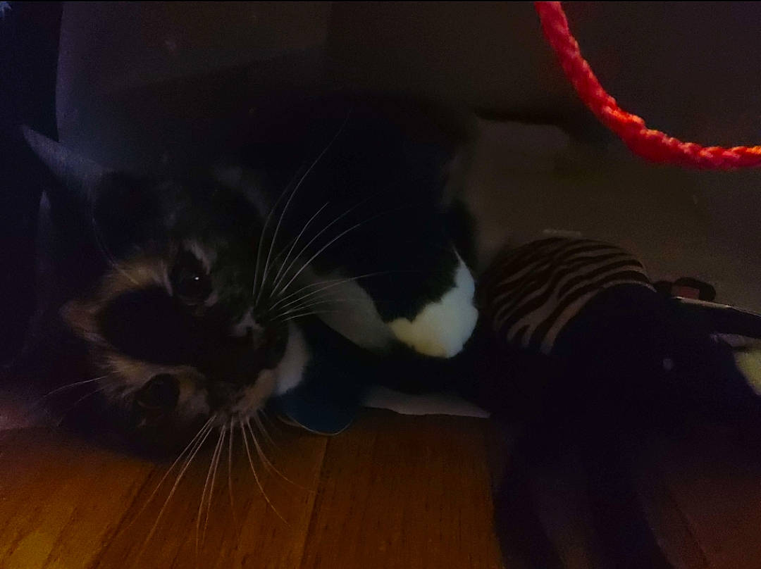 Marbles May Meowington is registered to the contest to win money with this photo: black_cat, carnivore, cat, cloud, comfort, darkness, domestic_short_haired_cat, felidae, flooring, fur, hardwood, human_leg, room, sitting, small_to_medium_sized_cats, snout, tail, whiskers, wood, wood_flooring