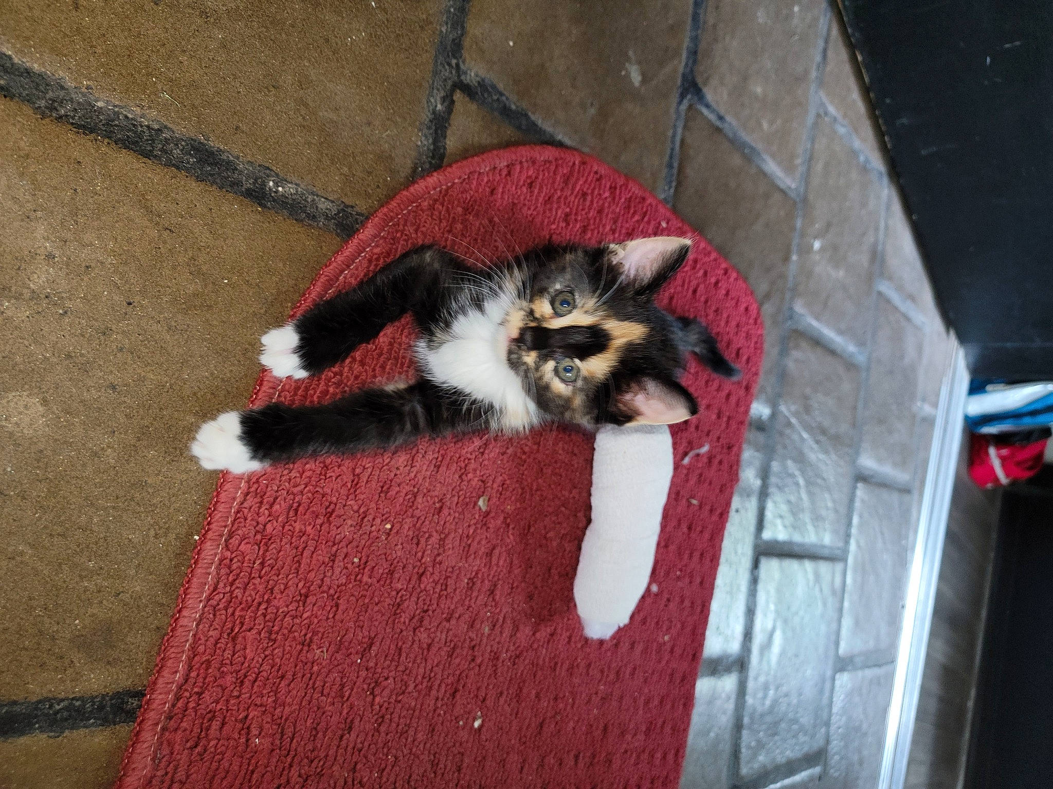 Marbles May Meowington joined the competition — help win amazing prizes! canidae, carnivore, cat, claw, comfort, companion_dog, dog_breed, domestic_short_haired_cat, fawn, felidae, flooring, fur, hardwood, paw, small_to_medium_sized_cats, sporting_group, tail, terrestrial_animal, whiskers, wood