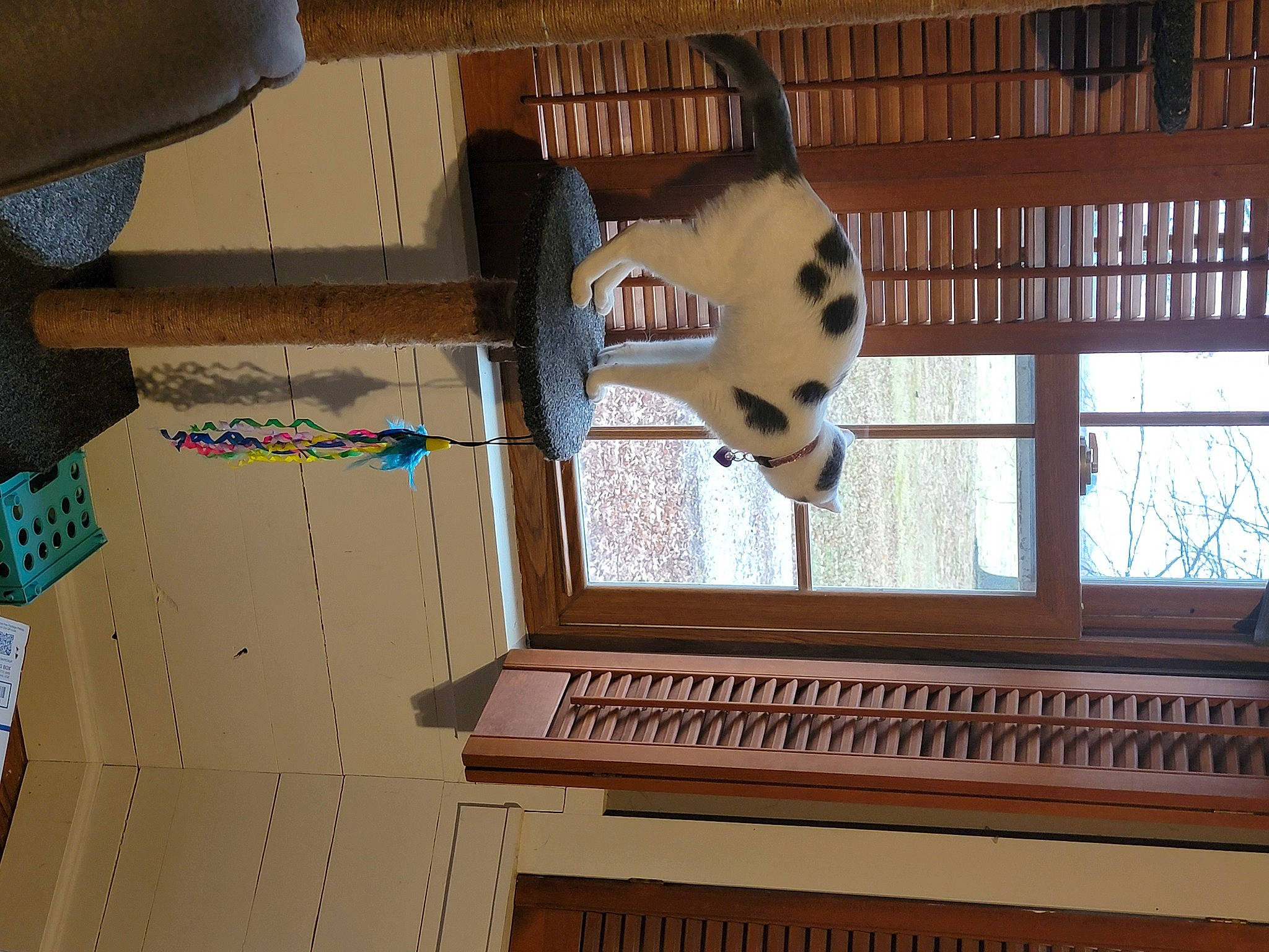 Cleo joined the competition — help win amazing prizes! building, ceiling, electronic_musical_instrument, felidae, flooring, fur, hardwood, house, keyboard, molding, musical_instrument, musical_keyboard, piano, room, stairs, tail, window, window_blind, window_covering, wood