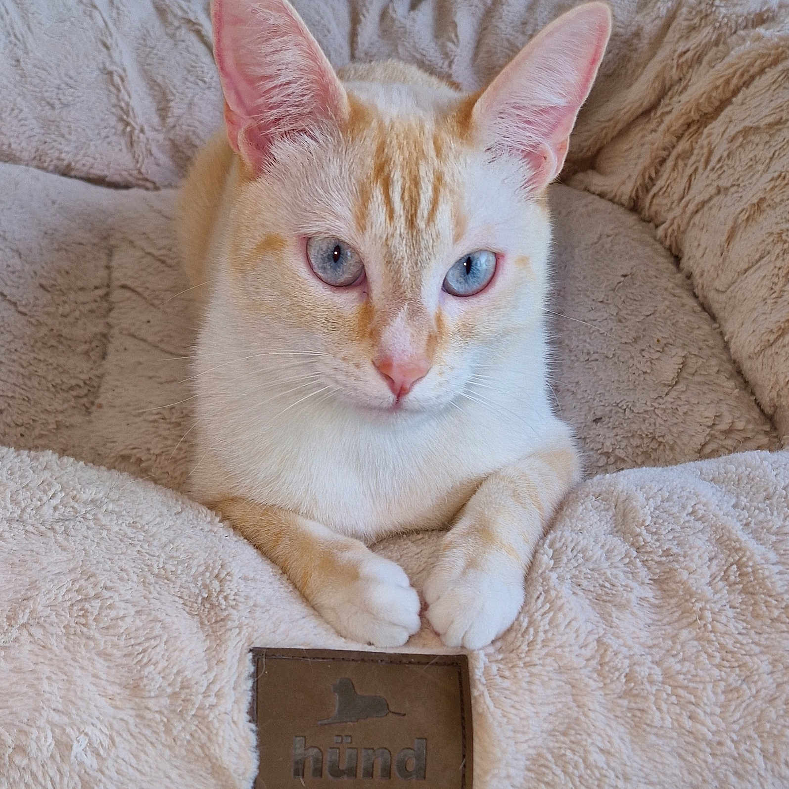 Max participe au concours pour gagner de l'argent avec cette photo : animal, bed, blue_eyes, cat, close_up, comfortable, cozy, cream_color, cute, domestic_animal, feline, fur, indoor, paws, pet_bed, plush, relaxed, resting, soft_texture, whiskers