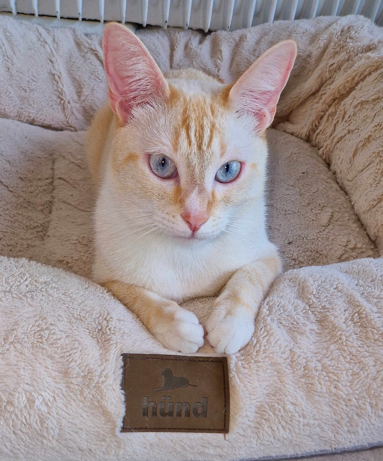 Max participe au concours pour gagner de l'argent avec cette photo : cat, blue_eyes, cream_color, pet_bed, plush, cozy, indoor, animal, relaxed, feline, whiskers, paws, close_up, bed, soft_texture, cute, resting, domestic_animal, fur, comfortable