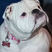 Gabriella joined the competition — help win amazing prizes! adorable, animal, bulldog, canine, close_up, collar, companion, cute, dog, domestic_animal, face, friendly, indoor, looking_up, mammal, pet, pink_collar, portrait, white_dog, wrinkles