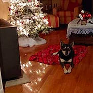 Roscoe joined the competition — help win amazing prizes! carnivore, christmas, christmas_decoration, christmas_ornament, christmas_tree, companion_dog, couch, dog, dog_breed, fawn, felidae, floor, flooring, hardwood, interior_design, living_room, ornament, table, white, wood