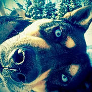 Roscoe is registered to the contest to win money with this photo: animal, background, blue_eyes, canine, close_up, cold, daylight, dog, forest, fur, lying_down, nature, outdoor, portrait, sky, snout, snow, trees, whiskers, winter