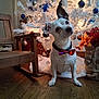 animal, blue_ornaments, bow_tie, christmas_tree, cozy, cute, decorations, dog, festive, flowers, holiday, indoor, orange_flowers, ornaments, pet, rocking_chair, silver_ornaments, small_dog, white_christmas_tree, wooden_floor