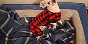 Prince joined the competition — help win amazing prizes! dog, pet, dog_bed, blanket, plaid, red_and_black, cozy, cute, small_dog, indoor, furniture, fabric, animal, canine, tilted_head, curious, resting, pajamas, comfort, domestic