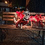 Prince is registered to the contest to win money with this photo: animal, basket, bench, christmas_lights, curious, cute, decorations, dog, festive, holiday, night, one_ear_up, outdoor, pet, plaid_clothing, plant, poinsettia, small_dog, wood, wreath