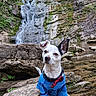 animal, bow_tie, canine, dog, forest, greenery, moss, nature, outdoor, pet, rock, scenic, shirt, sitting, small_dog, stream, tree, water, waterfall, wildlife