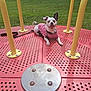 dog, playground, merry_go_round, grass, outdoor, pet, canine, red, yellow, shirt, leash, park, happy, smiling, play, animal, summer, daytime, fun, resting