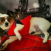 Prince is registered to the contest to win money with this photo: dog, sunglasses, red_shirt, blanket, eiffel_tower, resting, pet, canine, indoor, cute, animal, relaxed, wearing_clothes, small_dog, comfort, portrait, lying_down, fashion, accessory, funny