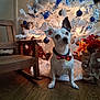 blue_ornaments, bouquet, bow_tie, brown_wrapping, christmas_tree, decorations, dog, festive, flowers, glowing_lights, holiday, indoor, ornaments, pet, plaid_bow_tie, rocking_chair, silver_ornaments, small_dog, white_tree, wooden_floor
