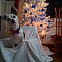 blanket, blue, bow_tie, chair, christmas_tree, curtains, cute, decorations, dog, festive, holiday, indoor, lights, ornaments, pet, silver, stocking, tilted_head, white, wood_floor