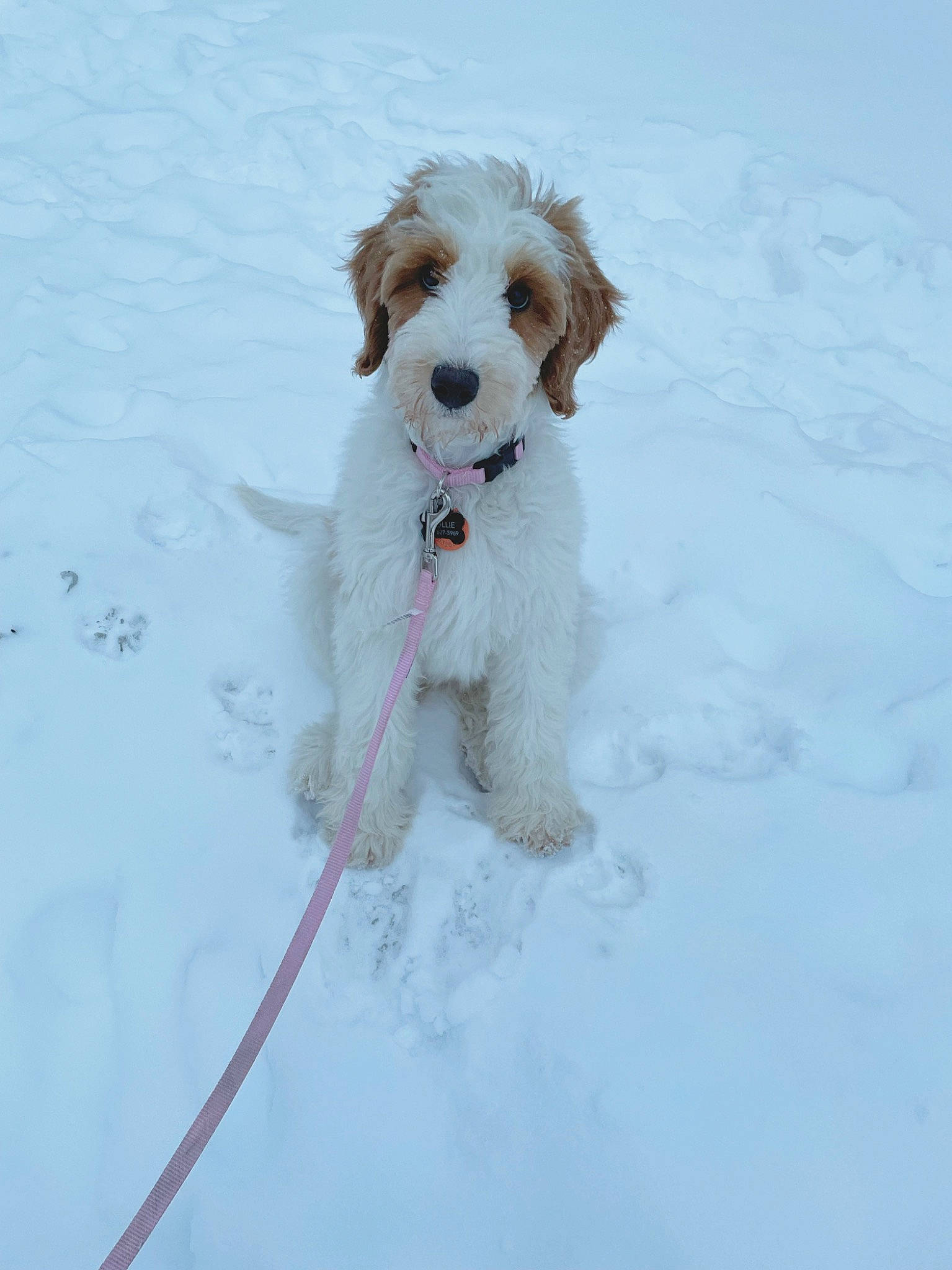 Hattie joined the competition — help win amazing prizes! canidae, carnivore, collar, companion_dog, dog, dog_breed, dog_collar, dog_supply, freezing, fur, leash, liver, pet_supply, playing_in_the_snow, slope, snout, snow, sporting_group, toy_dog, winter