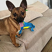 Drizzy is registered to the contest to win money with this photo: dog, puppy, pointy_ears, brown_fur, black_muzzle, tongue_out, sitting, couch, sofa, cushions, dog_toy, blue_toy, yellow_toy, indoors, living_room, portrait, pet, playful, happy, tile_floor