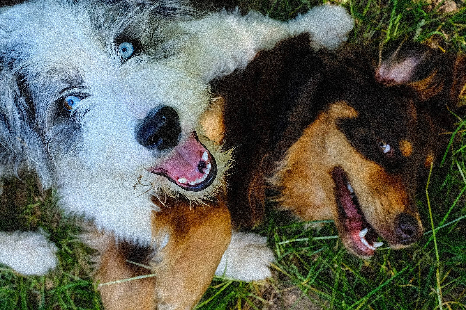Taïo a rejoint le concours — aidez-le/la à gagner de superbes lots ! ancient_dog_breeds, canidae, carnivore, companion_dog, dog, dog_breed, dog_supply, fawn, fur, grass, herding_dog, old_german_shepherd_dog, paw, plant, puppy, snout, sporting_group, terrestrial_animal, toy_dog, working_dog