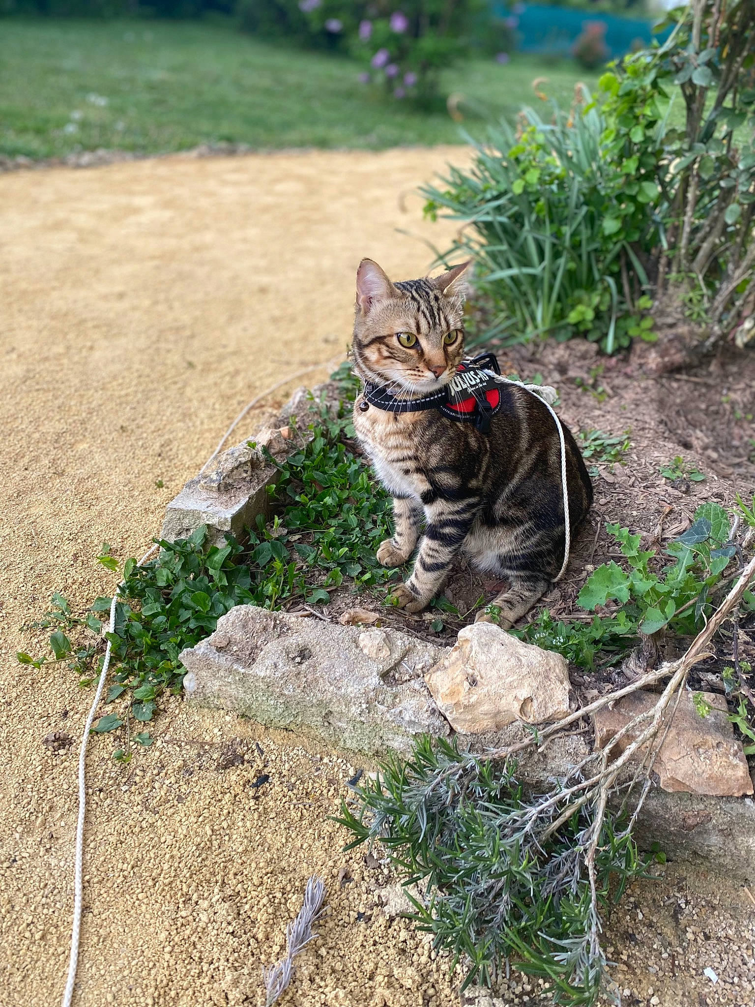 Simba participe au concours pour gagner de l'argent avec cette photo : carnivore, cat, domestic_short_haired_cat, fawn, felidae, fur, grass, leash, plant, rock, sand, shadow, small_to_medium_sized_cats, snout, soil, tail, terrestrial_animal, tree, whiskers, wildlife