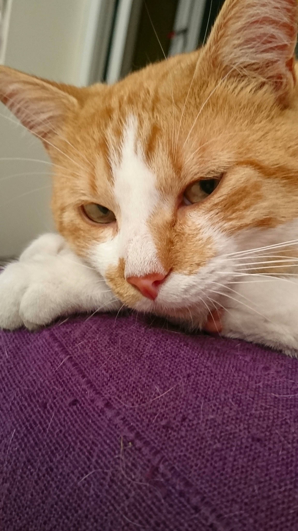 Beezel a rejoint le concours — aidez-le/la à gagner de superbes lots ! aegean_cat, arabian_mau, asian, carnivore, cat, domestic_short_haired_cat, european_shorthair, fawn, felidae, kitten, mammal, polydactyl_cat, small_to_medium_sized_cats, snout, tabby_cat, turkish_van, whiskers